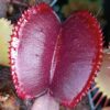 Dionaea muscipula ‘Red Micro-Teeth’