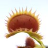 Dionaea muscipula “samling”