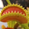 Dionaea muscipula “trident”