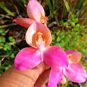 Disa 'Rosy Face'
