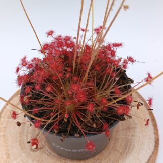 Drosera aff. paradoxa