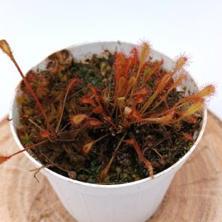 Drosera affinis