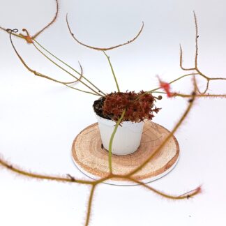 Drosera binata 'Marston Dragon'