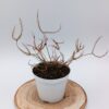 Drosera binata var. binata