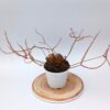 Drosera binata var. multifida f. extrema