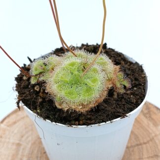 Drosera burmannii