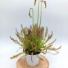 Drosera capensis