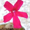 Pinguicula laueana