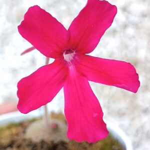 Pinguicula laueana