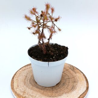 Drosera madagascariensis