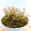 Drosera scorpioides