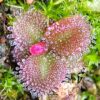 Drosera squamosa