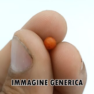 Drosera aff. hookeri, tuberi in vaso