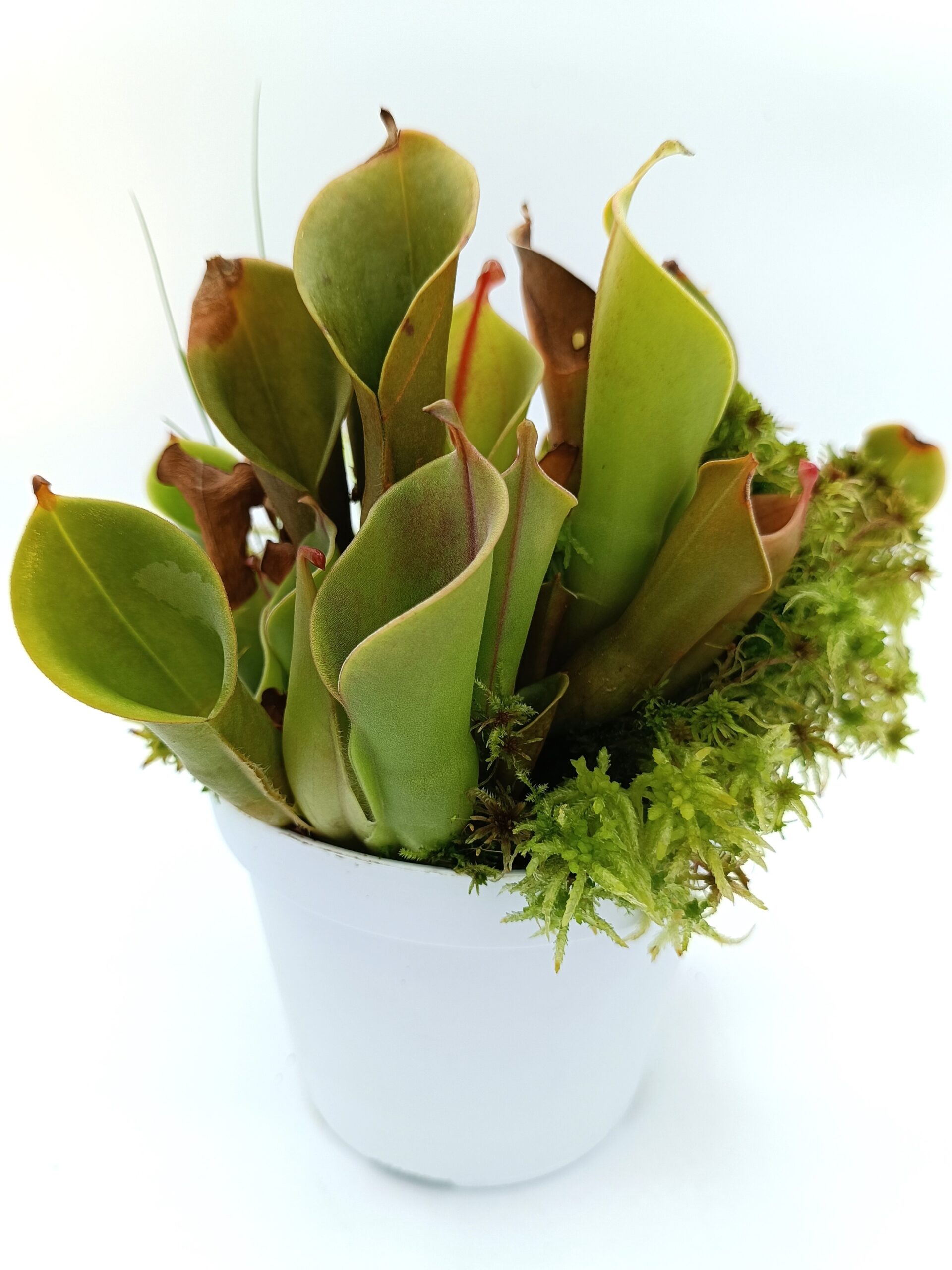 Heliamphora