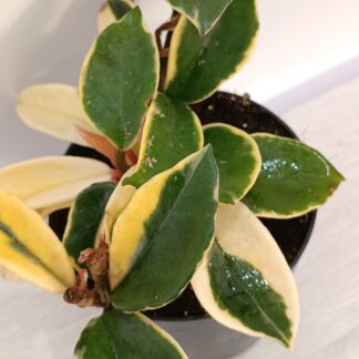 Hoya carnosa "albomarginata"