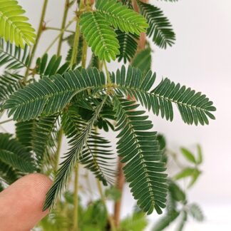 Mimosa pudica (pianta sensitiva)