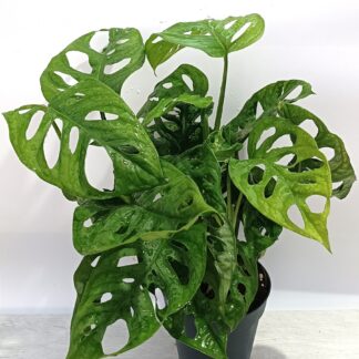 Monstera adansonii (monkey mask)