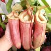 Nepenthes aff. insignis (femmina)