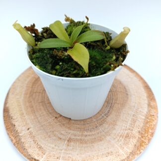 Nepenthes northiana, da seme, esemplari assortiti