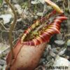 Nepenthes northiana, da seme, esemplari assortiti