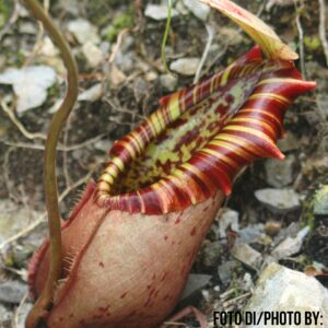 Nepenthes northiana, da seme, esemplari assortiti