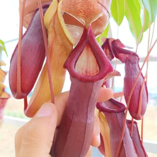 Nepenthes x "Bill Bailey"