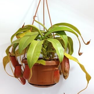 Nepenthes x "Bloody Mary"