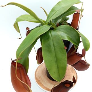 Nepenthes x Bloody Mary4