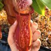 Nepenthes x “Gaya”