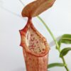 Nepenthes x “Linda”