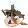 Nepenthes x “Rebecca Soper”