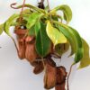Nepenthes x “Rob”