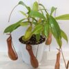 Nepenthes x ventrata