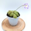 Pinguicula “cherry blossom”