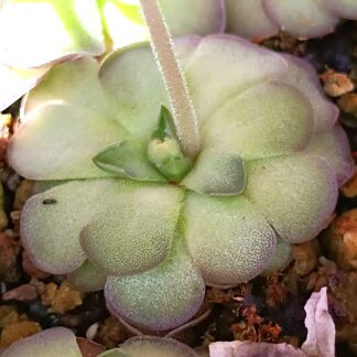 Pinguicula cyclosecta