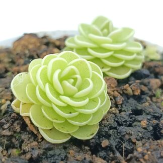 Pinguicula esseriana