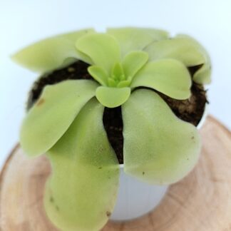 Pinguicula gigantea x moranensis
