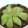 Pinguicula laueana (yellow-orange flower)