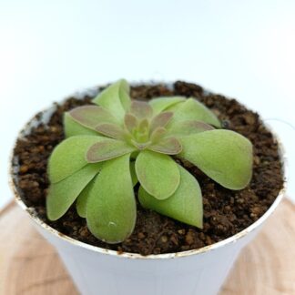 Pinguicula laueana