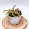 Pinguicula moctezumae x cyclosecta