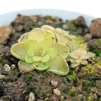 Pinguicula rotundiflora