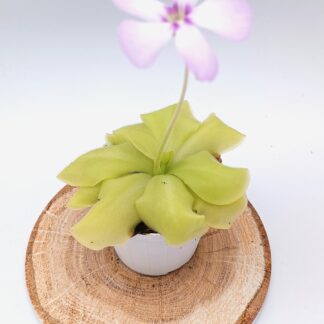 Pinguicula x 'Tina'