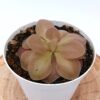 Pinguicula x “fake weser”