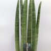 Sansevieria cylindrica