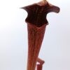 Sarracenia alata var. nigropurpurea (A27 MK) x (x ‘Brook’s Hybrid’), da seme, esemplari assortiti