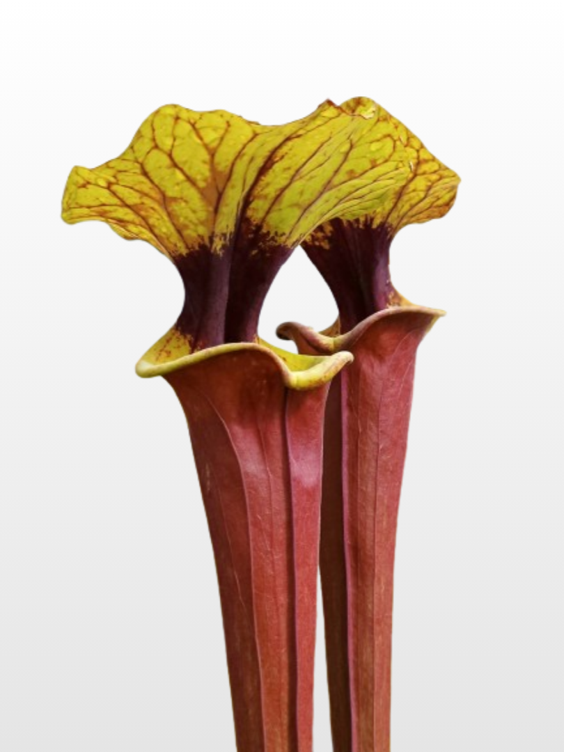 specie pure di Sarracenia