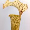 Sarracenia flava var. ornata “golden” x (x “camisole”), da seme, esemplari assortiti