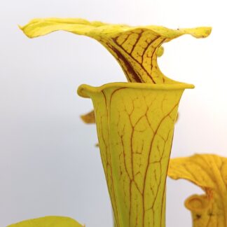 Sarracenia flava, da seme, esemplari assortiti