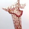 Sarracenia leucophylla (SL61 AC) x (x “pink thing”), da seme, esemplari assortiti