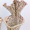 Sarracenia leucophylla, da seme, esemplari assortiti